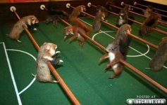 a-rodent-foosball-table-1.jpg