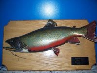 fish 1.jpg