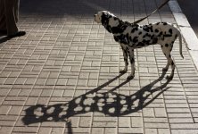 dog_shadow.jpg