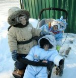 snowmonkeyfamily.jpg
