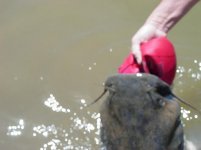 fish4.jpg
