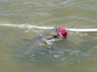 fish 1.jpg