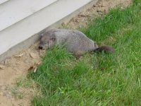 Ground Hog day.JPG