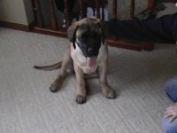 puppy 1.JPG